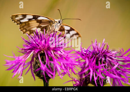 Blanc marbré (Melanargia galathea), sur centaurée jacée, Allemagne, Hesse Banque D'Images