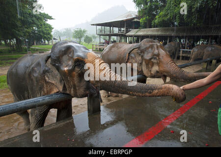 L'éléphant d'Asie, l'éléphant d'Asie (Elephas maximus), touristes nourrir les éléphants dans la pluie, la Thaïlande, l'Elephant Nature Park, Chiang Mai Banque D'Images