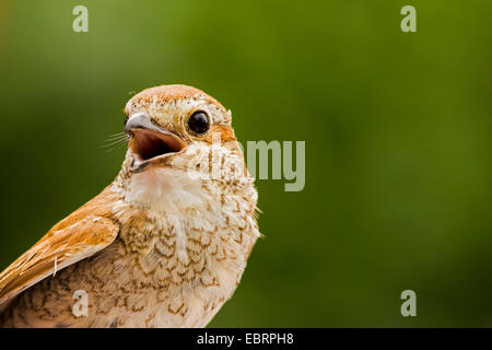 Pie-grièche écorcheur (Lanius collurio), juvénile, portrait avec bill ouvrir, l'Allemagne, Hesse Banque D'Images