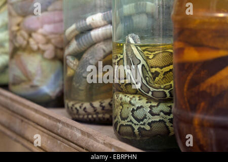 Python birman (Python, Python molurus bivittatus bivittatus), des serpents conservés dans une solution de formaldéhyde, Thailande, Mae Sa Ferme aux serpents, Chiang Mai Banque D'Images