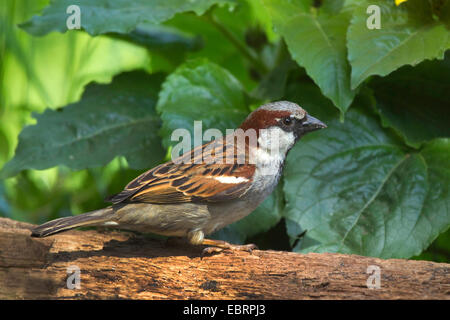 Moineau domestique (Passer domesticus), homme dans le jardin, en Allemagne, en Rhénanie du Nord-Westphalie Banque D'Images