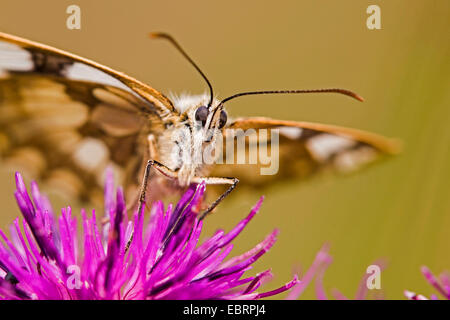 Blanc marbré (Melanargia galathea), sur centaurée jacée, Allemagne, Hesse Banque D'Images