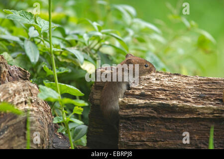 Campagnol roussâtre (Clethrionomys glareolus, Myodes glareolus), monte sur le bois mort, Allemagne, Rhénanie du Nord-Westphalie Banque D'Images