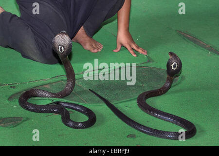 Cobra cracheur indochinois, Siamois (Naja siamensis), snake exposition, deux cobras menaçants, Thailande, Mae Sa Ferme aux serpents, Chiang Mai Banque D'Images