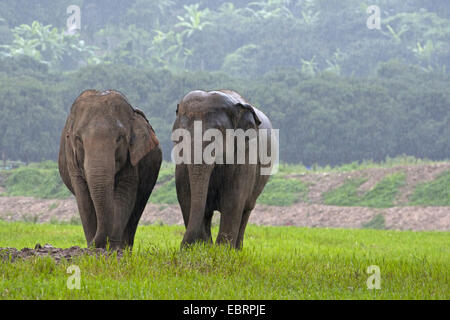 L'éléphant d'Asie, l'éléphant d'Asie (Elephas maximus), deux éléphants dans de fortes pluies, de la Thaïlande, Chiang Mai Banque D'Images