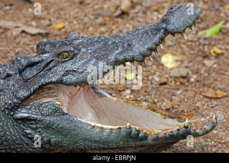 Crocodile (Crocodylus siamensis siamois), portrait avec la bouche ouverte, la Thaïlande, Chiang Mai Banque D'Images