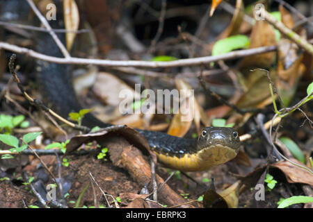 King Cobra, hamadryad (Ophiophagus hannah), portrait sur la couverture morte, Thaïlande, Khao Yai National Park Banque D'Images