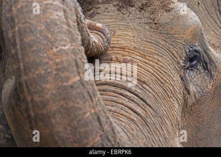 L'éléphant d'Asie, l'éléphant d'Asie (Elephas maximus), portrait, Thaïlande, Chiang Mai Banque D'Images