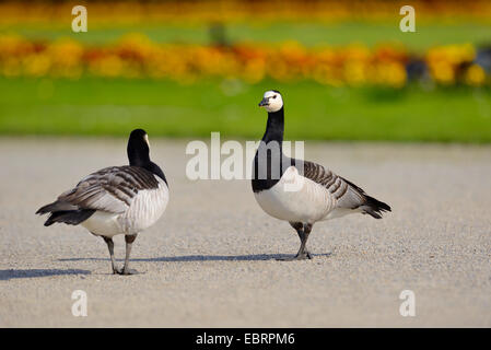 Bernache nonnette (Branta leucopsis), deux oies dans un parc au printemps, l'Allemagne, la Bavière Banque D'Images