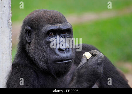 Gorille (Gorilla gorilla gorilla), femme de manger des fruits avec soin Banque D'Images