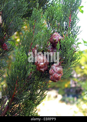 Cyprès (Cupressus sempervirens 'Stricta' Cupressus sempervirens stricta), cônes sur un arbre Banque D'Images