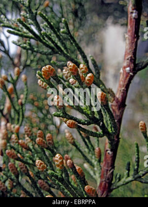 Cyprès (Cupressus sempervirens), branche avec maleflowers Banque D'Images