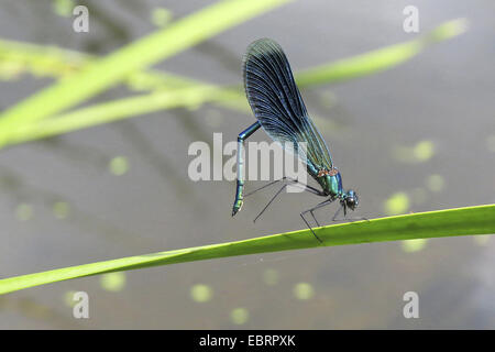 Blackwings bagués, bagués agrion, bagués (Calopteryx splendens, demoiselle Agrion splendens), homme sur une feuille, l'Allemagne, Bade-Wurtemberg Banque D'Images