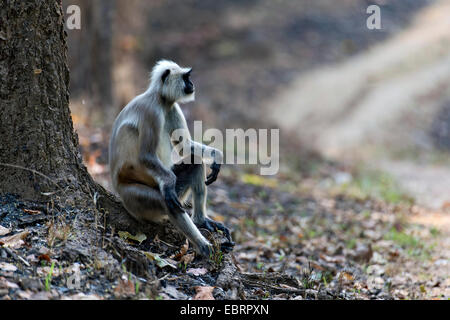 Plaines du sud gray langur, Gray langur monkey (Semnopithecus dussumieri), assis sur une racine d'arbre, de l'Inde, Kanha National Park Banque D'Images