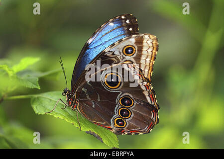 Morpho peleides morpho (bleu), assis sur une feuille Banque D'Images