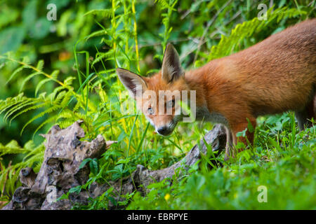 Le renard roux (Vulpes vulpes), la fox va deerstalking , suisse Sankt Gallen Banque D'Images