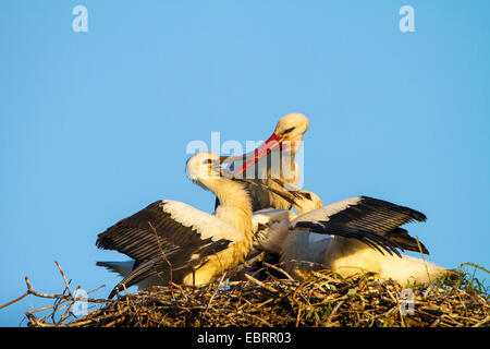 Cigogne Blanche (Ciconia ciconia), l'alimentation des deux jeunes cigognes sur l'Aigle, Suisse, Sankt Gallen Banque D'Images