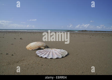 St James's, Pétoncle Pétoncle (Pecten jacobaeus grande), les coquillages de pèlerins de shell du reflux sur la plage, France, Bretagne, Erquy Banque D'Images