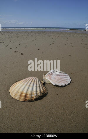 St James's, Pétoncle Pétoncle (Pecten jacobaeus grande), les coquillages de pèlerins de shell du reflux sur la plage, France, Bretagne, Erquy Banque D'Images