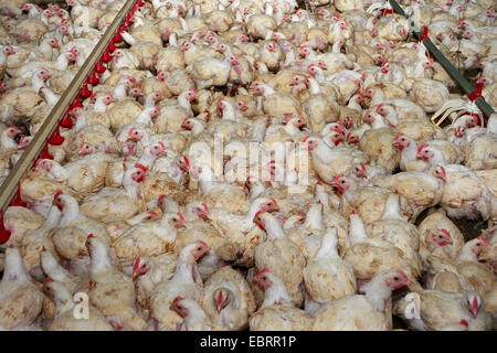 Les oiseaux domestiques (Gallus gallus f. domestica), des milliers de poulets de papier coincé ensemble dans un poulailler à l'agriculture industrielle dans l'état de désolation. Les oiseaux sont de prendre du poids si vite que beaucoup d'entre eux sont incapables de se tenir debout sur leurs pieds à la fin de l'engraissement., Allemagne, Banque D'Images