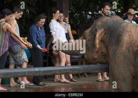 L'éléphant d'Asie, l'éléphant d'Asie (Elephas maximus), touristes nourrir un éléphant , Thaïlande, Elephant Nature Park, Chiang Mai Banque D'Images