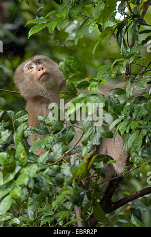 Porc nord-tailed macaque (Macaca leonina), sur une branche dans un arbre, la Thaïlande, le parc national Khao Yai Banque D'Images