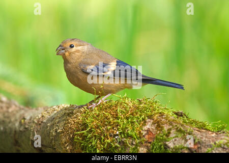 Colvert, Canard colvert, le nord du bouvreuil (Pyrrhula pyrrhula), juvénile sur une branche moussue, en Allemagne, en Rhénanie du Nord-Westphalie Banque D'Images