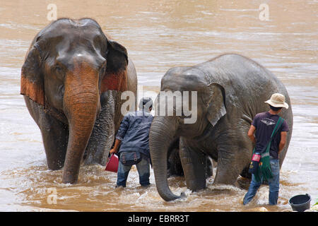 L'éléphant d'Asie, l'éléphant d'Asie (Elephas maximus), baignade dans une rivière avec des cornacs, Thaïlande, Elephant Nature Park, Chiang Mai Banque D'Images