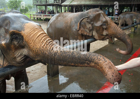 L'éléphant d'Asie, l'éléphant d'Asie (Elephas maximus), touristes nourrir les éléphants dans la pluie, la Thaïlande, l'Elephant Nature Park, Chiang Mai Banque D'Images