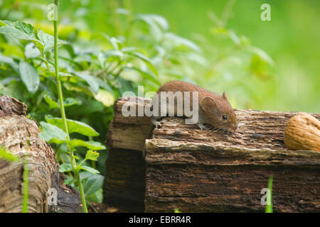 Campagnol roussâtre (Clethrionomys glareolus, Myodes glareolus), sortant de fourré et s'exécute à un noyer, Allemagne, Rhénanie du Nord-Westphalie Banque D'Images