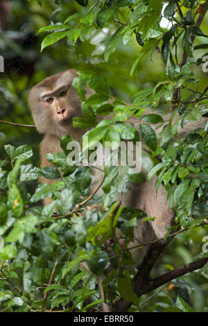 Porc nord-tailed macaque (Macaca leonina), sur une branche dans un arbre, la Thaïlande, le parc national Khao Yai Banque D'Images