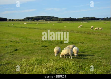 Texel (Ovis ammon f. bélier), le pâturage troupeau de moutons, Pays-Bas, Texel Banque D'Images