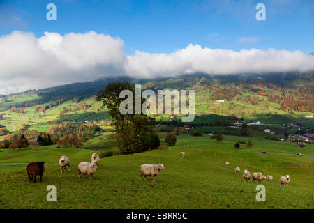 Moutons sur les pâturages en automne, la Suisse, canton de Schwyz, Mostelberg Banque D'Images