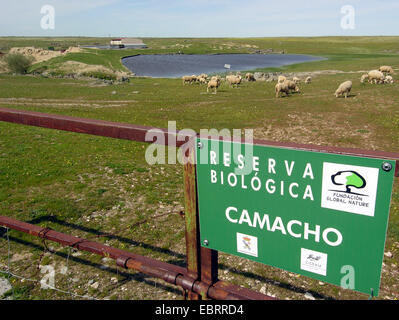 Le mouton domestique (Ovis ammon f. bélier), troupeau de moutons dans la zone protégée, l'Espagne, l'Estrémadure Banque D'Images