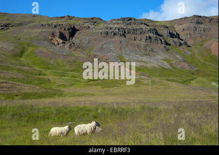 Le mouton domestique (Ovis ammon aries. f), deux moutons dans Svinadalur, Islande Banque D'Images