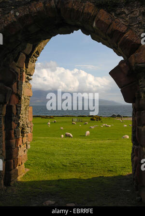 Le mouton domestique (Ovis ammon f. bélier), vue à travers le portail de la ruine de château de Skipness à Arran Island, Royaume-Uni, Ecosse, Kintyre Banque D'Images