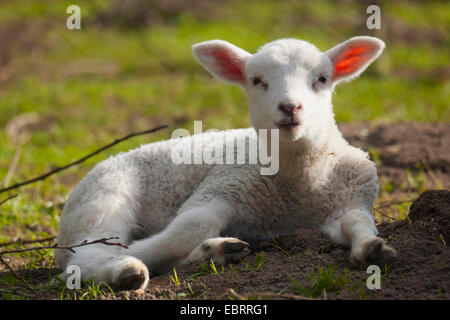 Le mouton domestique (Ovis ammon aries. f), l'agneau au repos dans un pâturage, en Allemagne, en Rhénanie du Nord-Westphalie Banque D'Images