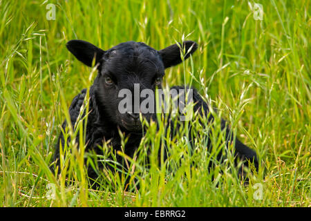 Adouci gris heath (Ovis ammon aries. f), vieilles de plusieurs jours l'agneau, Allemagne, Rhénanie du Nord-Westphalie Banque D'Images