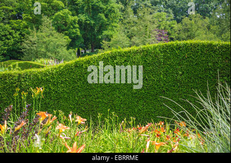 Le cèdre jaune, le thuya occidental (Thuja occidentalis 'Brabant', Thuja occidentalis Brabant flamand), le cultivar Brabant, Pays-Bas, Schlo├├ñrten ƒg Arcen Banque D'Images