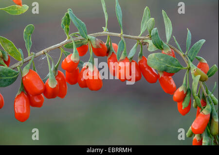 Commun, wolfberry chinois mariage vigne (Lycium barbarum 'No Lifeberry 1 Grand', le Lycium barbarum n° 1 Lifeberry Big), les baies de goji, le cultivar n°1 Lifeberry Banque D'Images