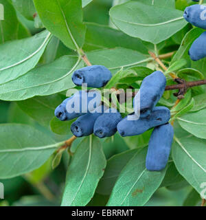 Chèvrefeuille bleu (Lonicera caerulea var. kamtschatica), fruits de var. kamtschatica Banque D'Images