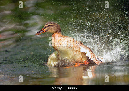 Le Canard colvert (Anas platyrhynchos), femme l'atterrissage sur l'eau, de l'Allemagne, la Bavière Banque D'Images