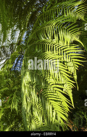 Fougère arborescente dans une maison verte d'un jardin botanique Banque D'Images