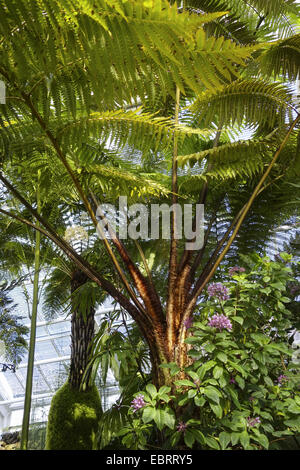 Fougère arborescente dans une maison verte d'un jardin botanique Banque D'Images