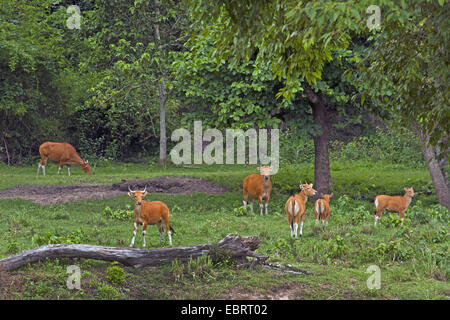 Banteng (Bos javanicus), Troupeau de femelles et veaux, Thaïlande, Huai Kha Khaeng Wildlife Sanctua Banque D'Images