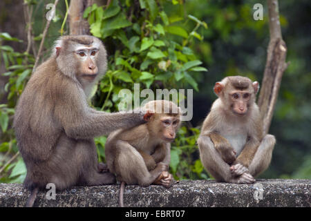 Porc nord-tailed macaque (Macaca leonina), macaque avec deux jeunes adultes sur un mur, la Thaïlande, le parc national Khao Yai Banque D'Images