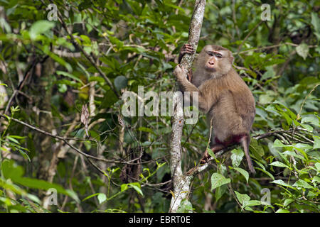 Porc nord-tailed macaque (Macaca leonina), sur une branche dans un arbre, la Thaïlande, le parc national Khao Yai Banque D'Images