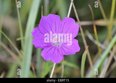 Géranium sanguin rouge-sang, géranium sanguin (Geranium sanguineum), fleur, France, Bretagne Banque D'Images