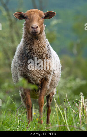 Le mouton domestique (Ovis ammon f. bélier), dans un pré, en Belgique, Namur Banque D'Images