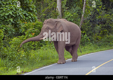 L'éléphant d'Asie, l'éléphant d'Asie (Elephas maximus), homme à la route, la Thaïlande, le parc national Khao Yai Banque D'Images